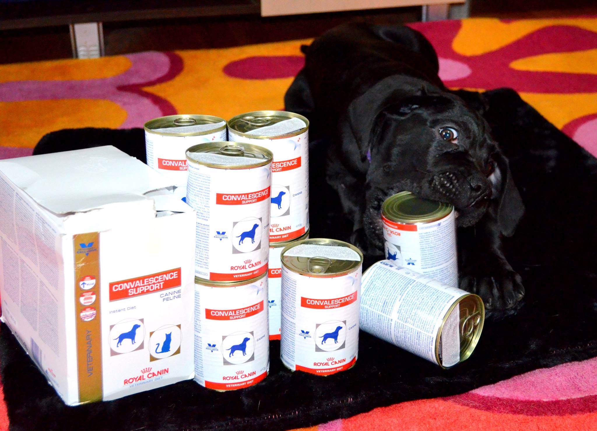 Maciuś Cane Corso - prezenty